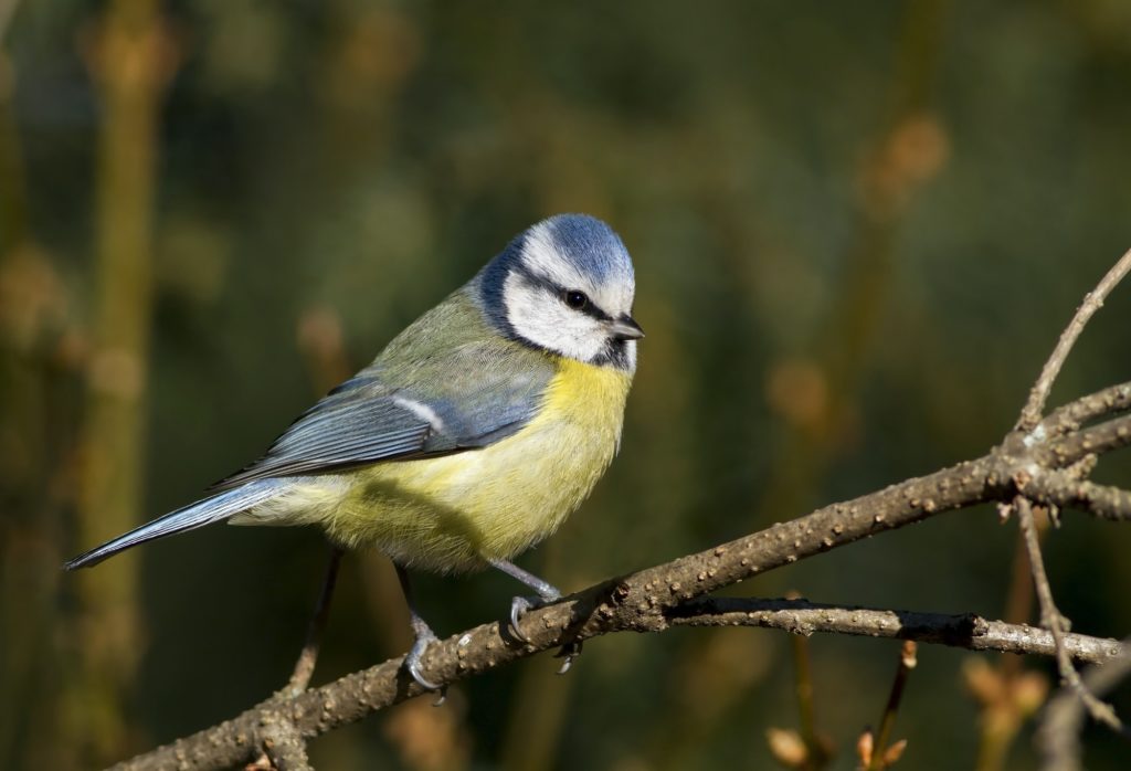 Blue tit bird