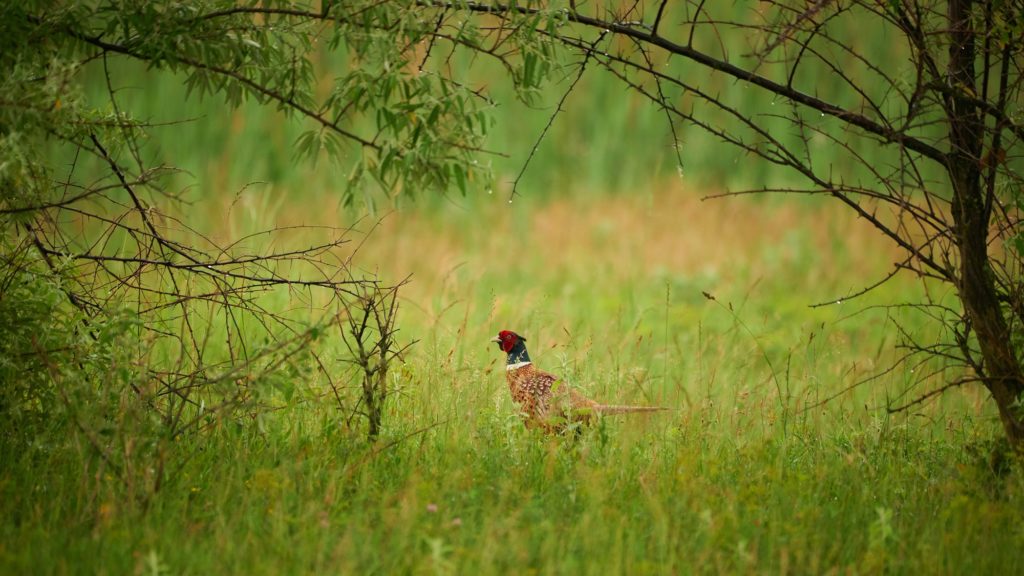 Pheasant bird